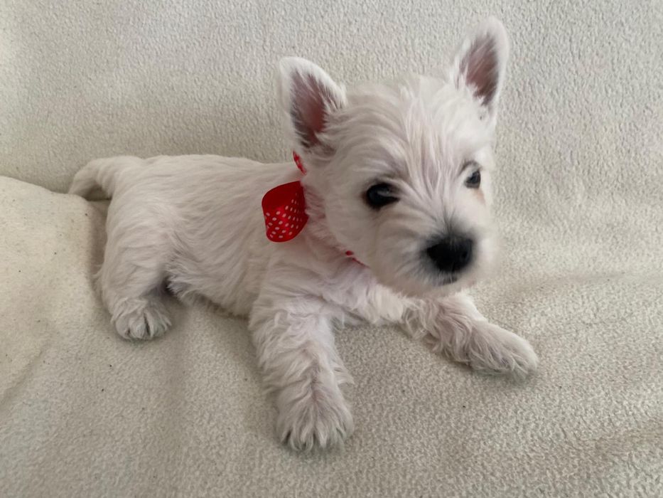 West Highland White Terrier
