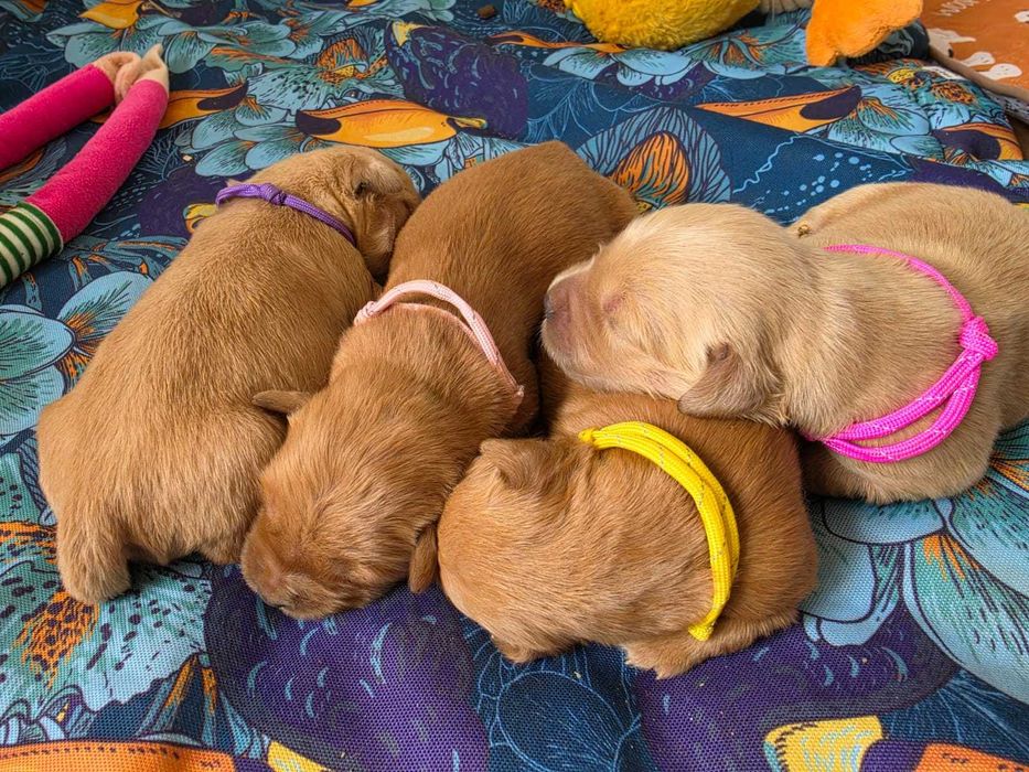 GOLDEN RETRIEVER-złote i ciemnozłote, ZKwP,