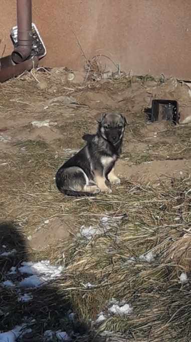 Oddam w dobre ręce - piesek i suczka