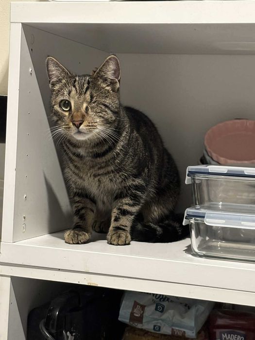 Sebastian szuka domu!