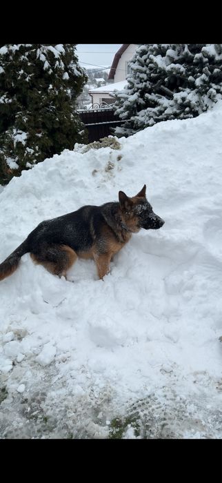 Німецькі вівчарки цуценя