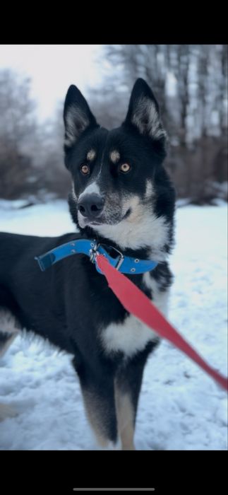 Шукаю дім песику безкоштовно