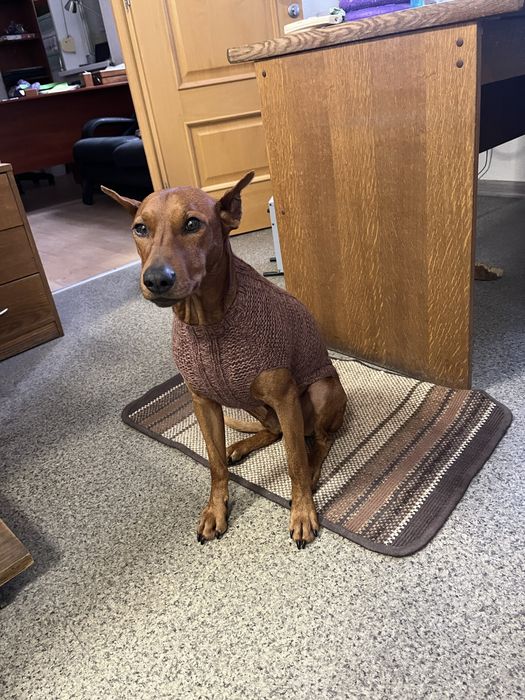 Свитер, жилетка для собаки