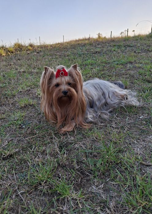 BESSI Yorkshire Terrier 100% suczka York