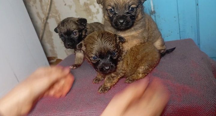 Пекинес хлопчики