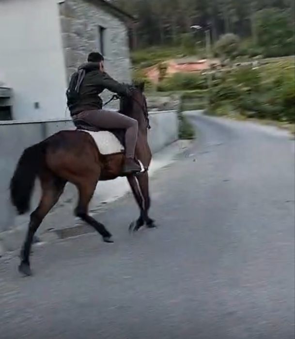 Cavalo de boa cabeça