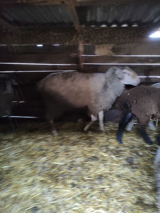 Продам барана мириноланшафта!