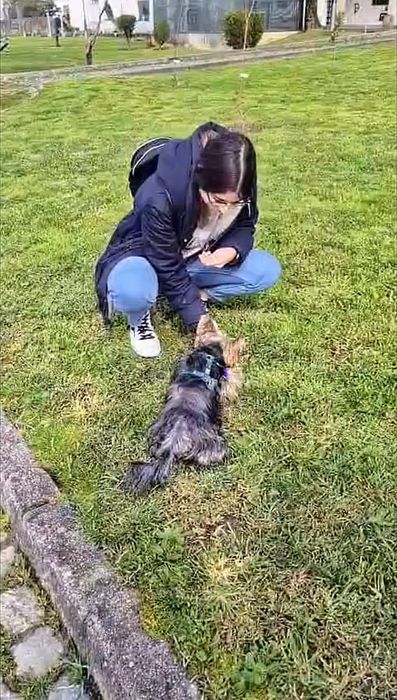 Enf. Vet. | Treino canino e comportamental