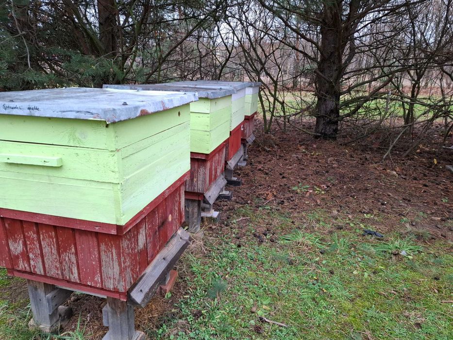 Odkłady pszczele na ramce DADANT na rok 2026