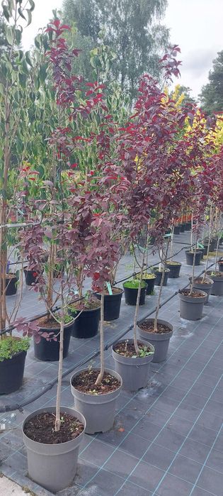 Prunus / Wiśnia / Śliwa "Pissardii"