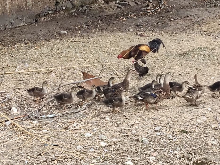 Patos Rouen jovens