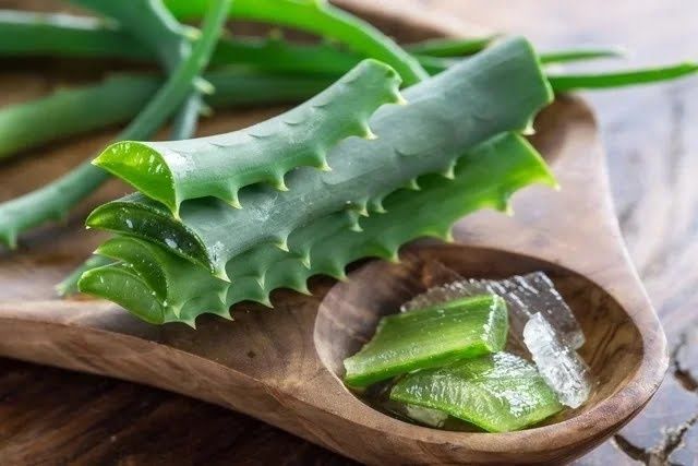 Aloe vera, planta medicinal