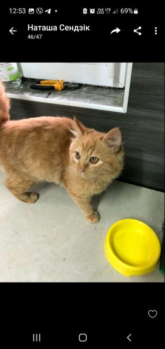 Кошенята підлітки