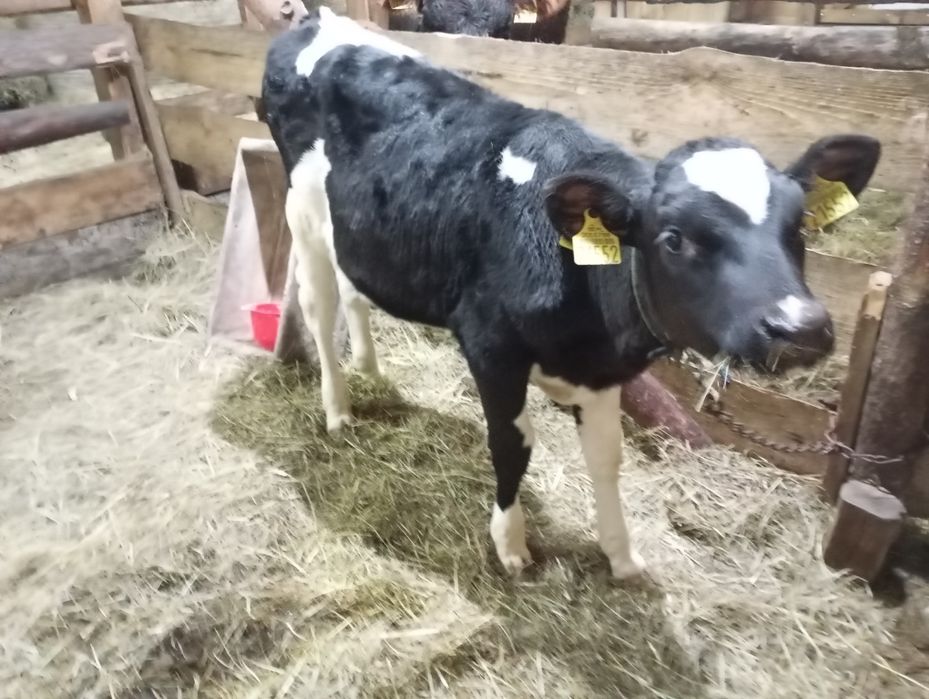 Jałówka 3 miesiące