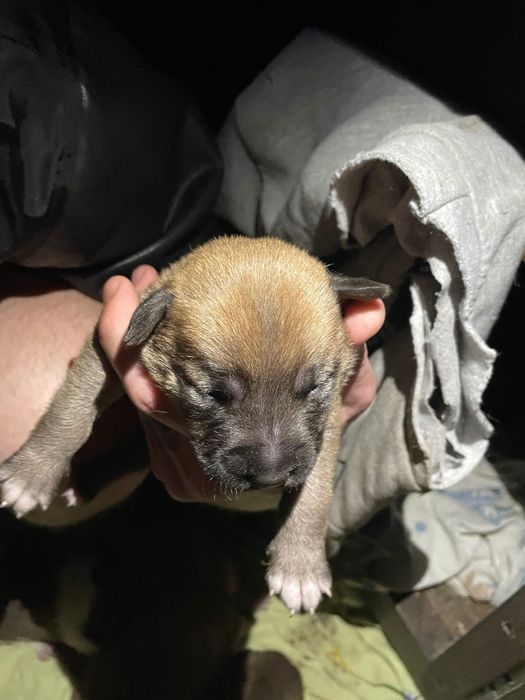 Отдам щенков в добрые руки