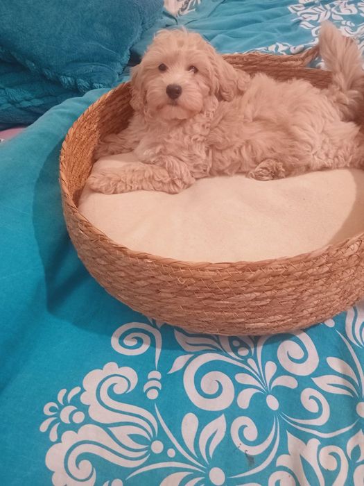 Maltipoo, chłopiec