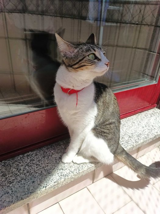 Gata para adoção responsável