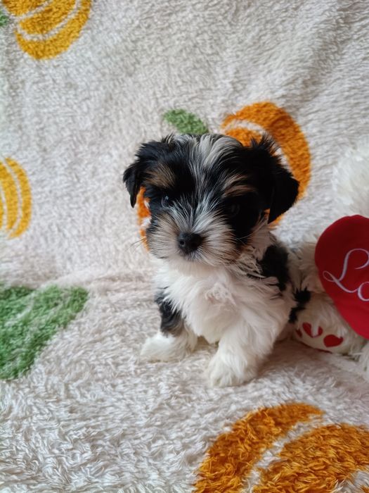 Biewer Yorkshire Terrier ZkwP FCI
