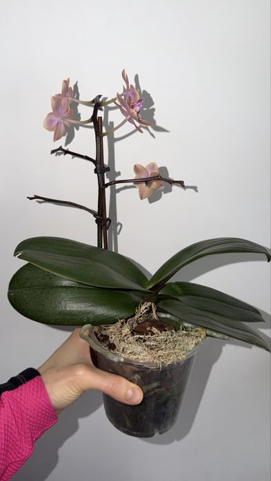 Орхідея фаленопсис Парфумерна фабрика