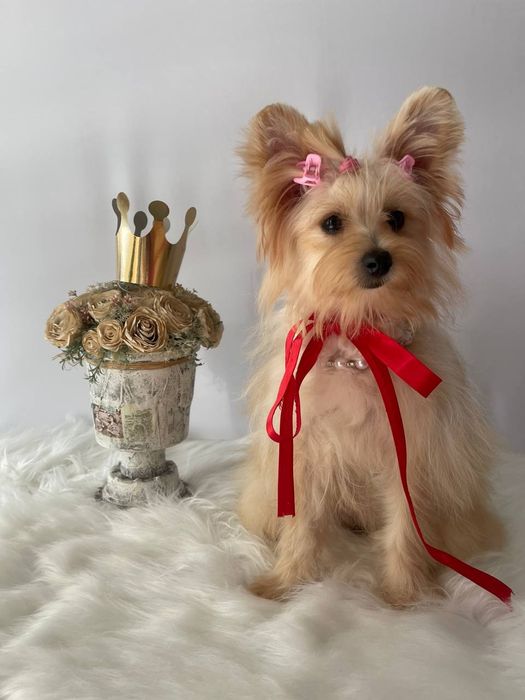 Помапу – краса, ніжність і любов в одному