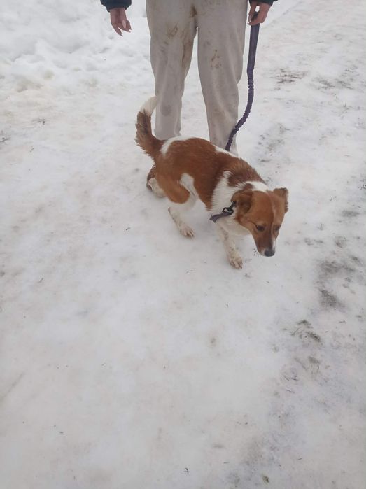 Dakota sunia do adopcji