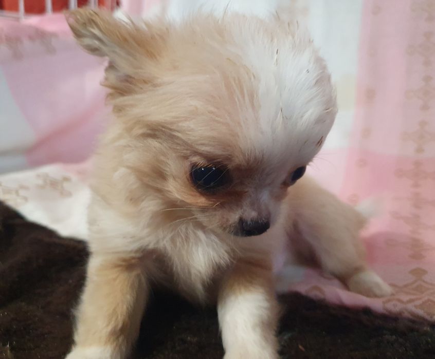 Кревовый мальчишка чишка