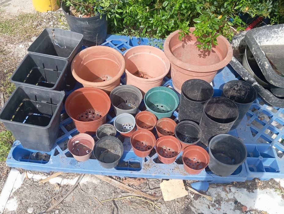 Lote de vasos 100 unidades