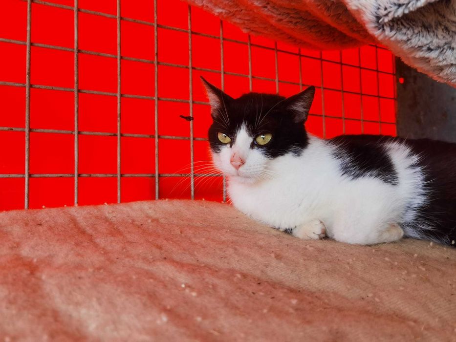 Kot Diego szuka domu