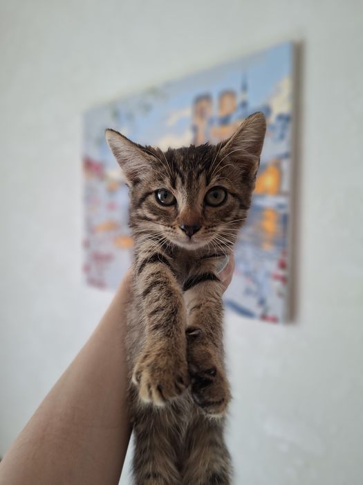 Дві маленькі принцеси шукають свій замок!