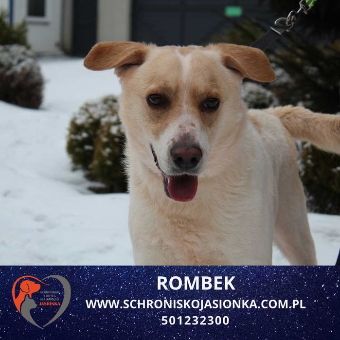 ROMBEK do adopcji Schronisko Jasionka