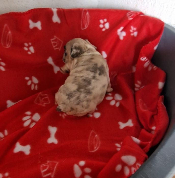 Menino bulldog merle