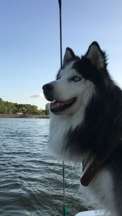 Кабель на вʼязку. Хаскі-маламут