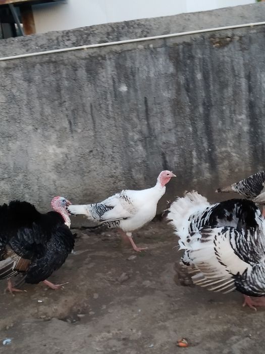 Ovos de perua galados