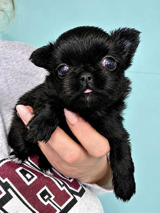 Chihuahua długowłosa dziewczynka czarna
