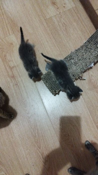 Gatinhos para adoção responsável