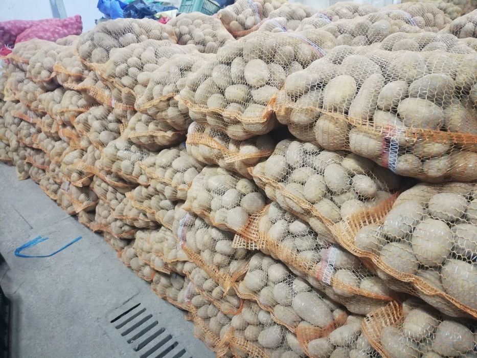 Ziemniaki jadalne Ignacy