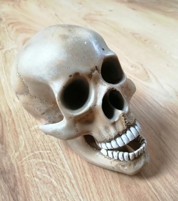 Gipsowa czaszka człowieka / ludzka