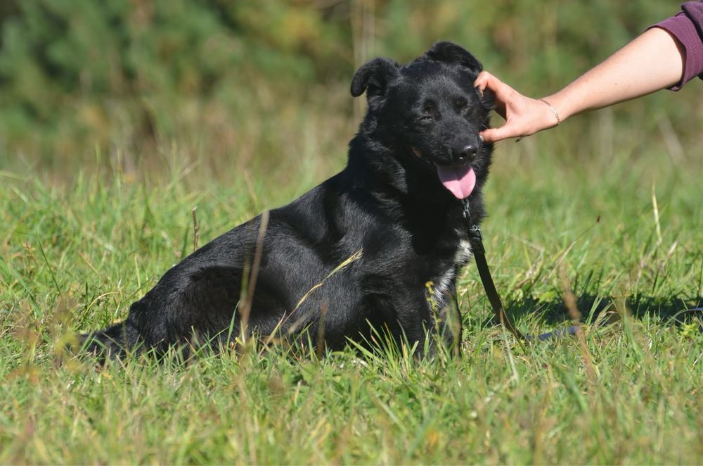 Poker- do adopcji