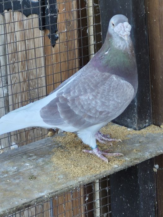 Gołebie  Staropolskie