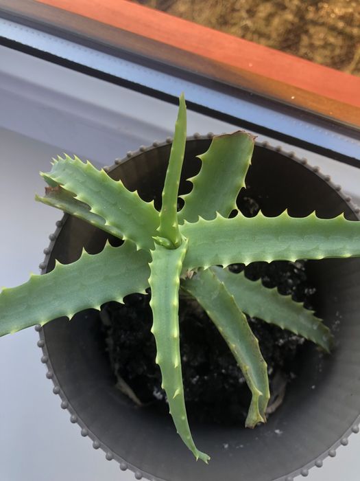 Продам кімнатні рослини Вазон