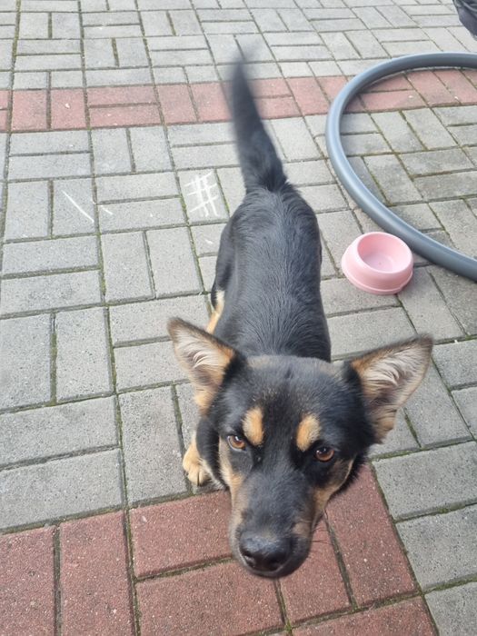 Oddam pieska w dobre ręce