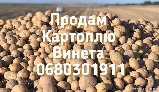 Продам картоплю Винета, Гренада