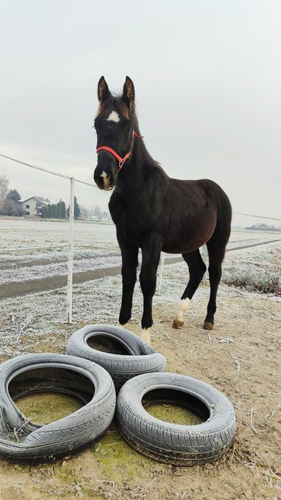 Na sprzedaż ogierek rasy Śląskiej