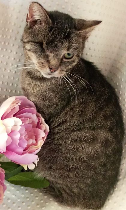 Jednooka kotka szuka domku