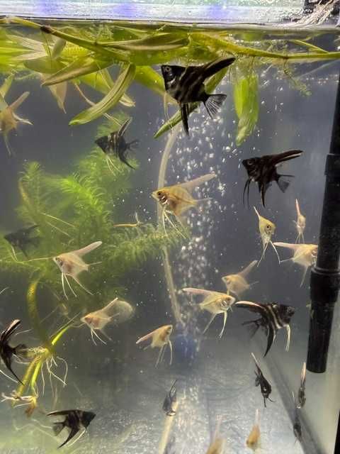 Sprzedam młode skalary