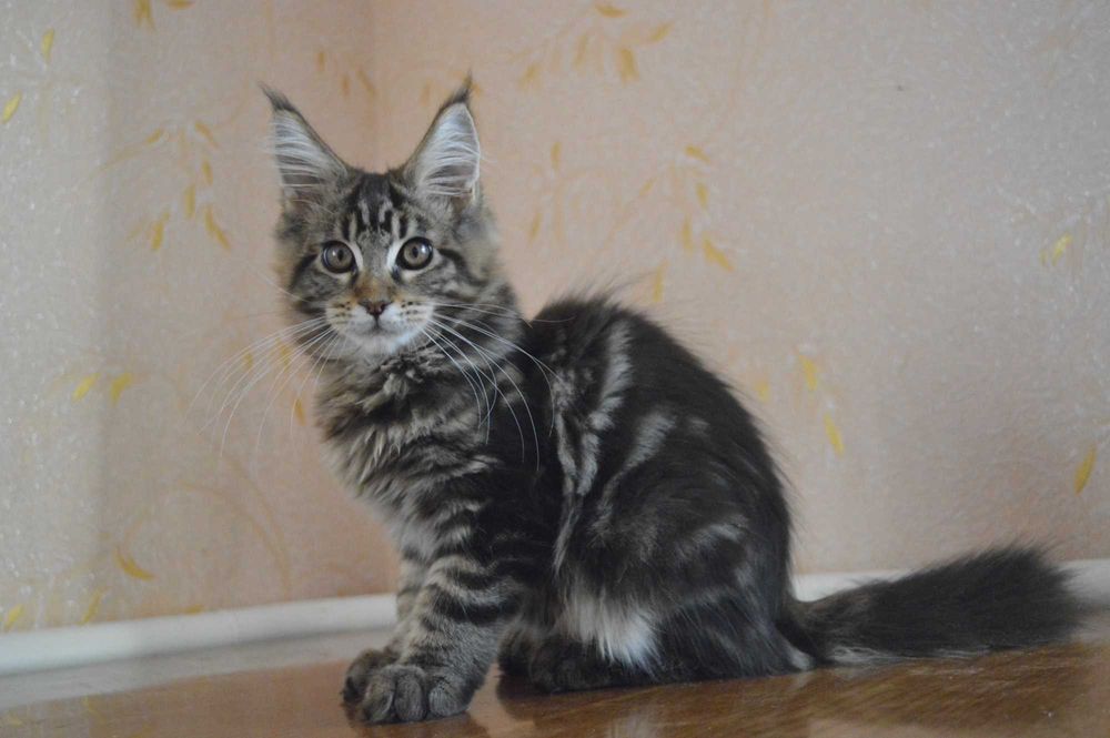 Vip кошенятка Мейн-кун із відомого розплідника Bartalameo