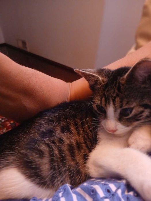 kotka do darmowej adopcji