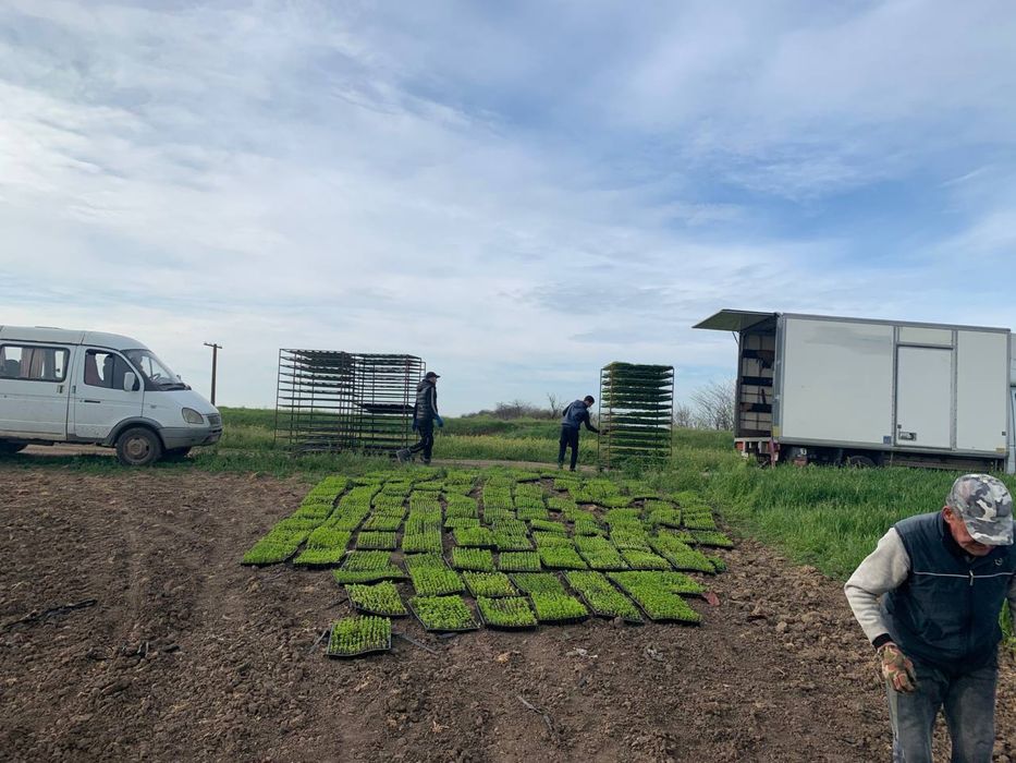 Вирощування любоі розсади на замовлення Выращивание рассады на заказ
