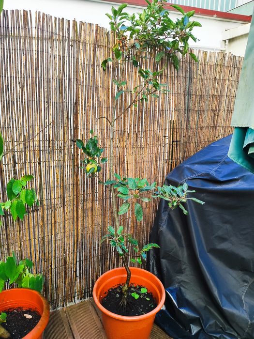 Plantas para pátio - árvores de fruto