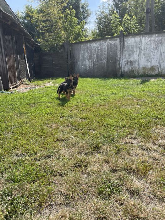 Маємо  таких красунчиків